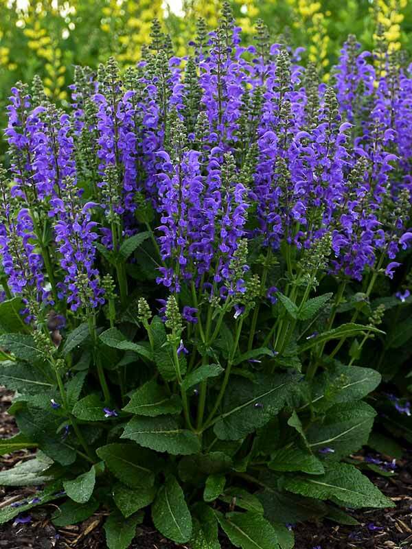 Salvia Midnight Model