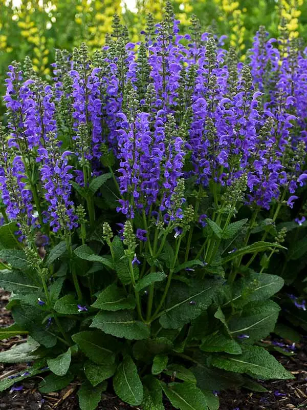 Salvia Midnight Model