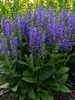 Salvia Midnight Model