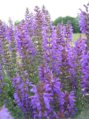 Link to Salvia May Night