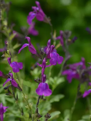 Link to Salvia Mirage&#153; Deep Purple