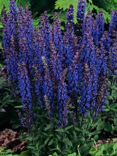 Salvia