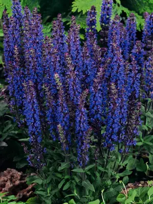 Link to Salvia New Dimension Blue