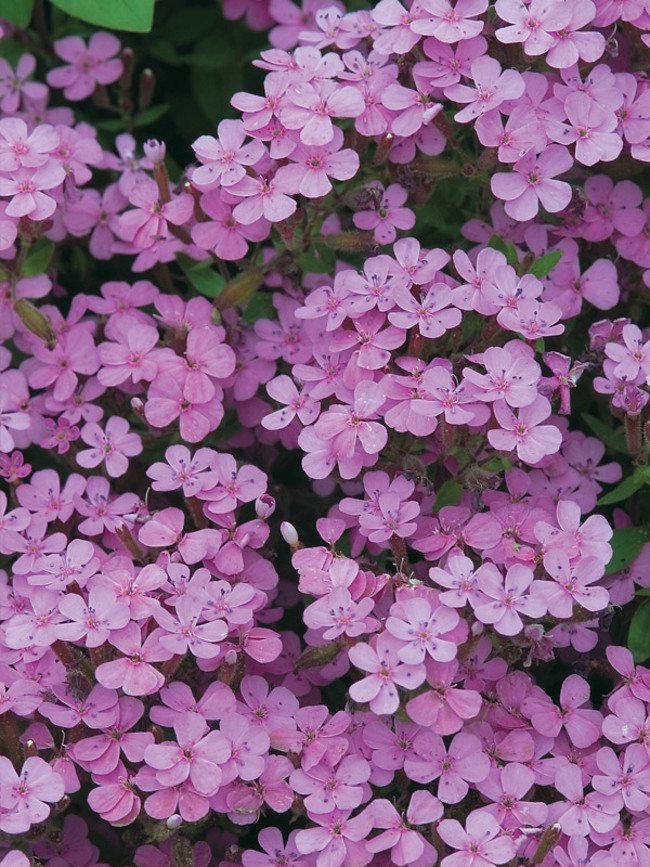 Saponaria Ocymoides