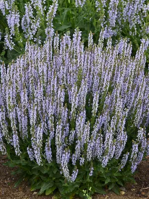 Link to Salvia Perfect Profusion