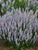 Salvia Perfect Profusion