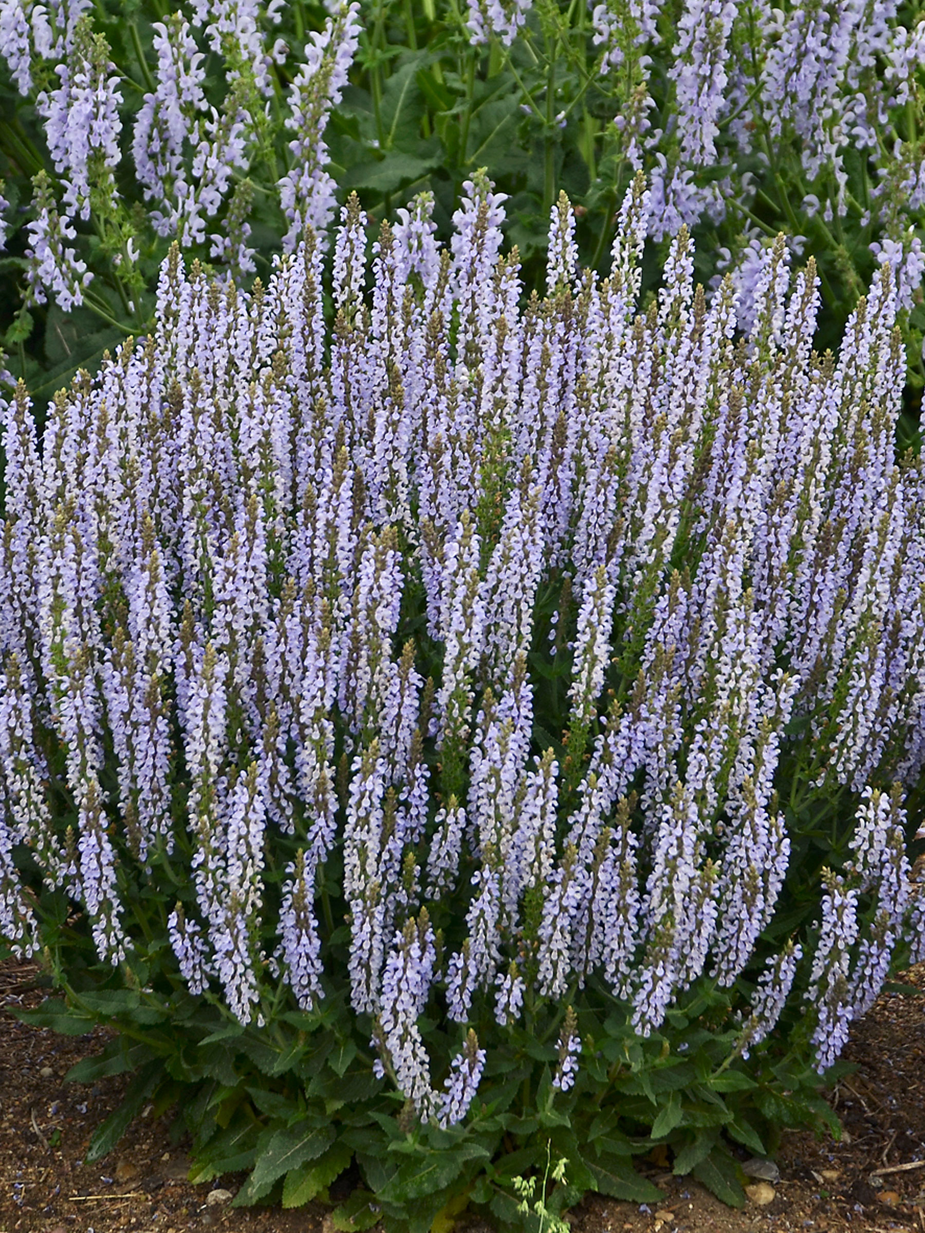 Salvia Perfect Profusion | Bluestone Perennials