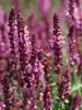 Salvia Pink Friesland