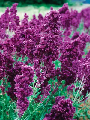Link to Salvia Plumosa