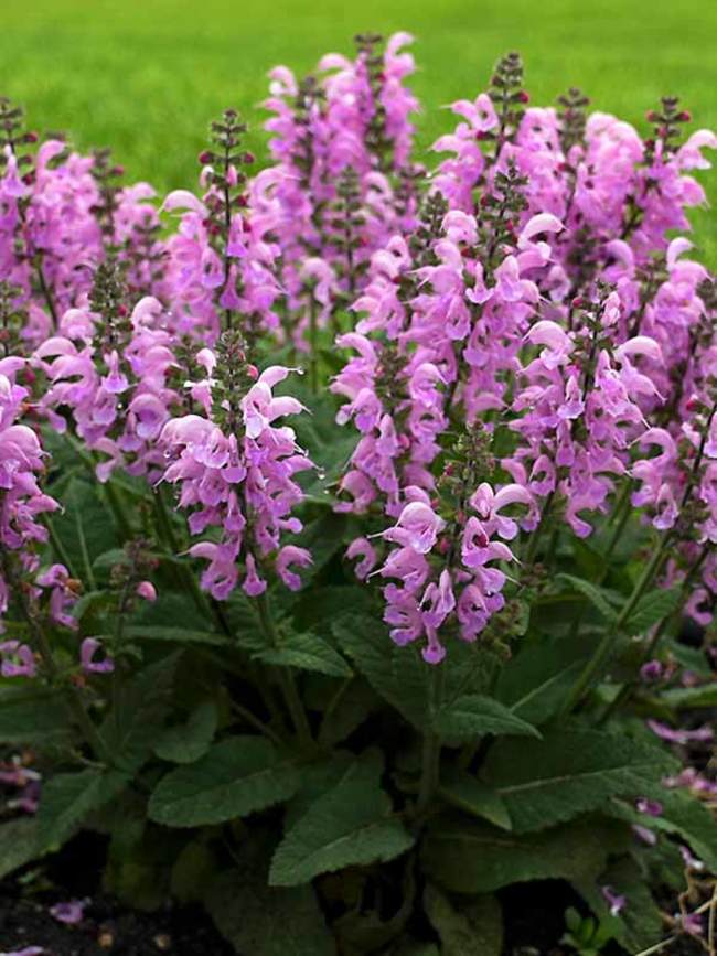 Salvia Pretty in Pink