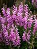 Salvia Pretty in Pink