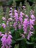 Salvia Pretty in Pink