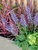 Salvia Rhapsody-In-Blue