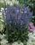 Salvia Rhapsody-In-Blue