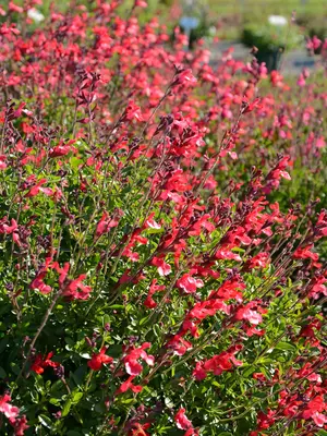 Link to Salvia Arctic Blaze&reg; Red