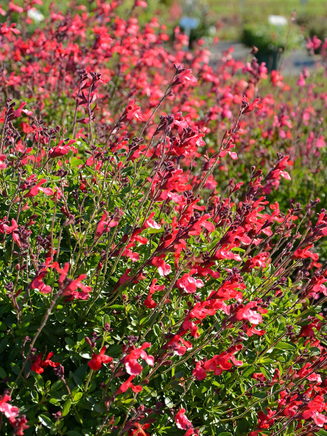 Salvia Arctic Blaze Red