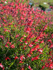Salvia Arctic Blaze Red