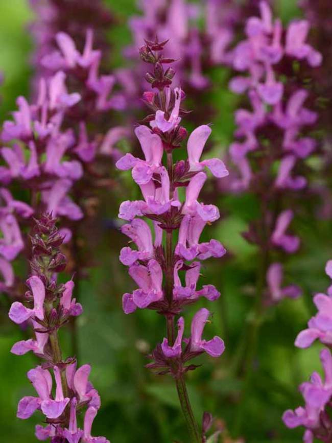 Salvia Rose Marvel