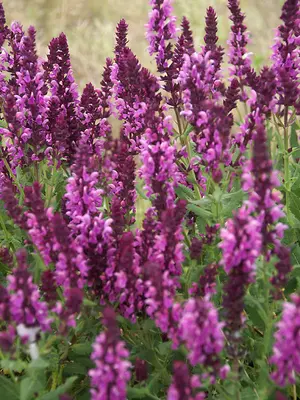 Link to Salvia Rose Queen