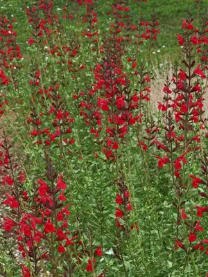 Link to Salvia Windwalker Royal Red