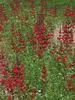 Salvia Windwalker Royal Red
