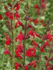 Salvia Windwalker Royal Red