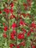 Salvia Windwalker Royal Red