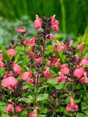 Link to Salvia Mirage&#153; Salmon