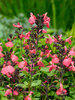 Salvia Mirage Salmon