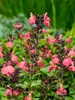Salvia Mirage Salmon