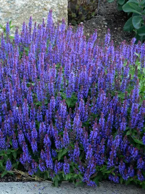 Link to Salvia Sensation&reg; Sky Blue