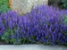 Salvia Sensation Sky Blue