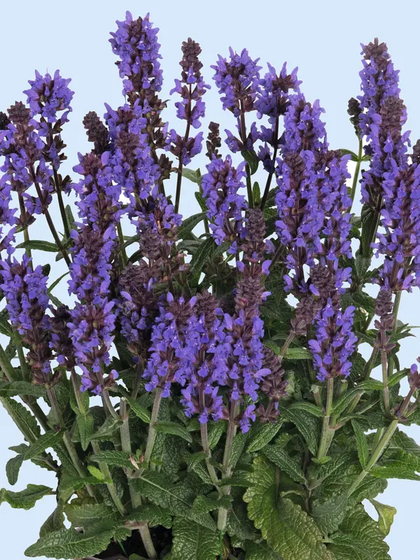 Salvia Spring King Mini