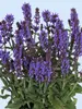 Salvia Spring King Mini
