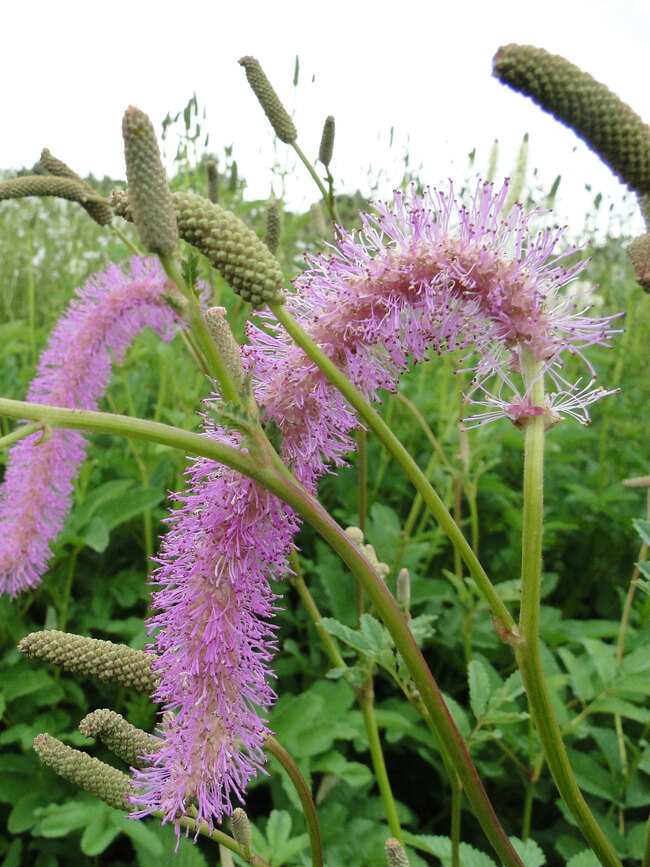 Sanguisorba Lilac Squirrel