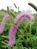 Sanguisorba Lilac Squirrel