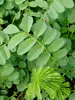 Sanguisorba Lilac Squirrel