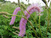 Sanguisorba Lilac Squirrel