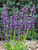 Product Viewer - Salvia Twilight Serenade