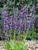 Salvia Twilight Serenade