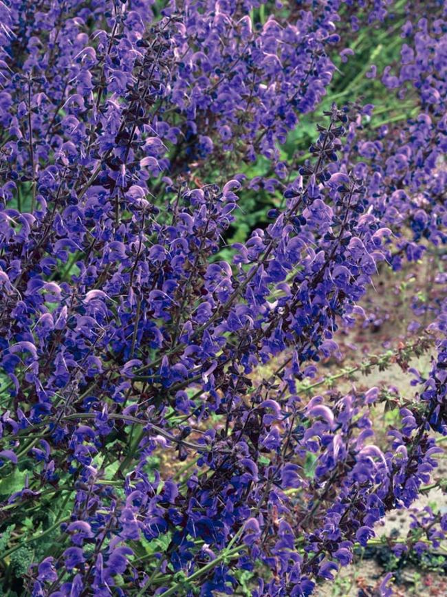 Salvia Twilight Serenade -- Bluestone Perennials