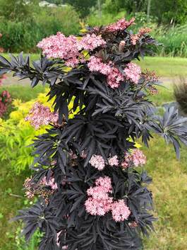 The Plant Hunter Deutzia Redux