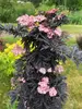 Sambucus Laced Up