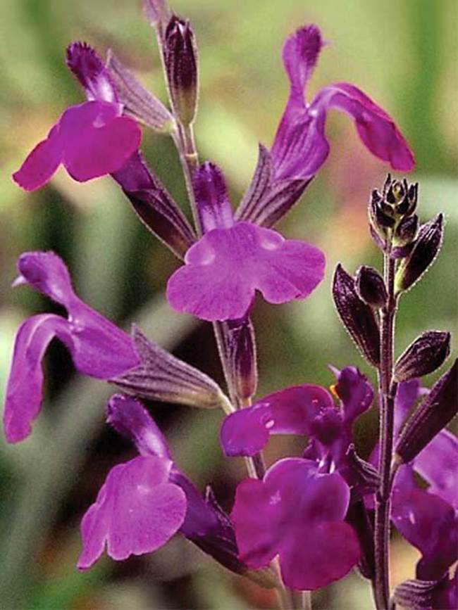 Salvia Ultra Violet