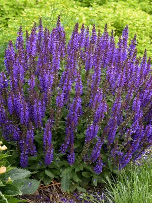 Link to Salvia Violet Profusion