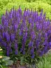 Salvia Violet Profusion