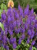 Salvia Violet Profusion