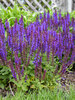 Salvia Violet Profusion