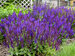 Salvia Violet Profusion