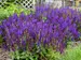 Salvia Violet Profusion